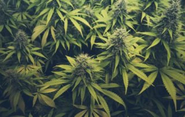 gallery/f38bb8b758afd5414818264bfb94a0df_cao-cannabis-brasil-320x202
