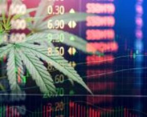 gallery/1a55a4850d73b76ec6543be074a73174_vestimento-cannabis-177x142
