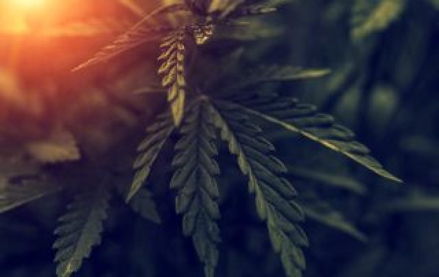 gallery/wp-content-uploads-2019-12-blog-cannabis-legalizada-320x202