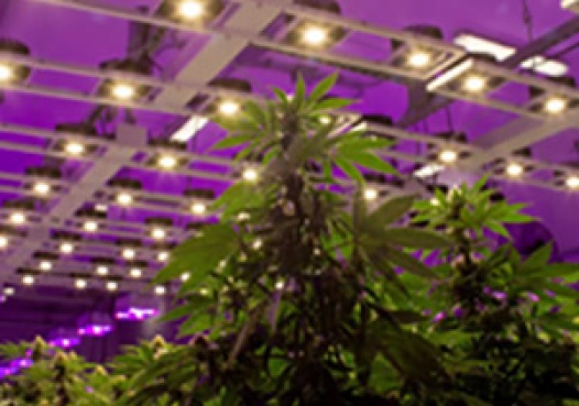 gallery/02a635a731ca98c812b193e5d005e717_empresas-interesse-cultivar