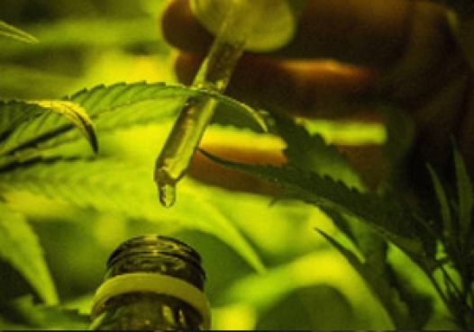 gallery/0eed240eed95f10aa54ae2c538d4f08b_ios-investimento-maconha-br
