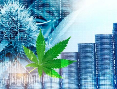 Como investir em Cannabis